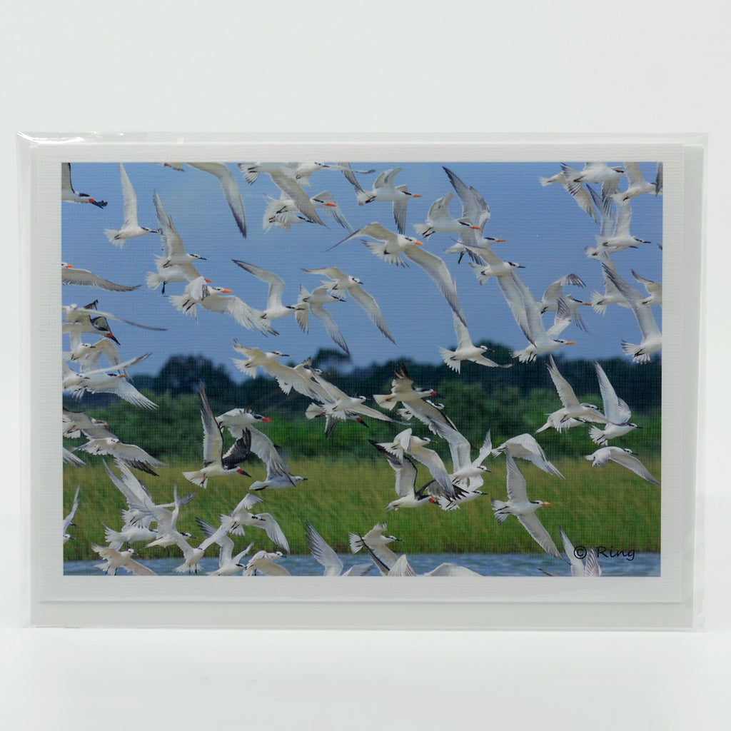 Birds Flying on a 5"x7" photographic glossy greeting card