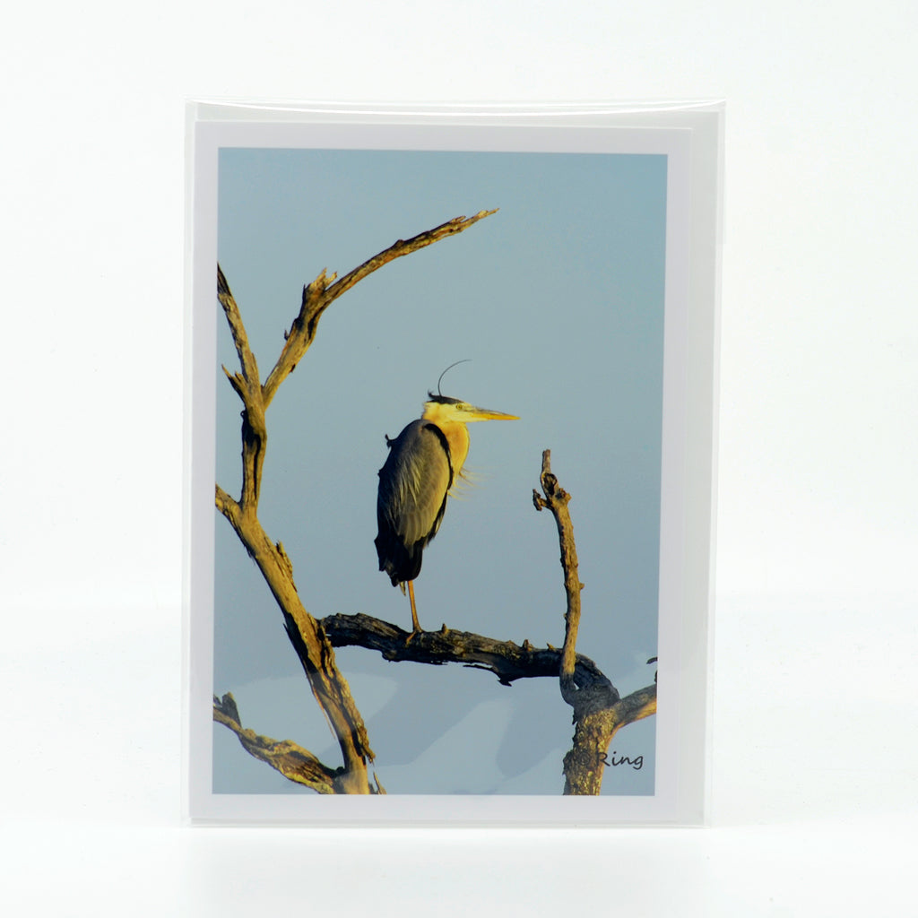 A great blue heron on a branch photograph on a glossy greeting card