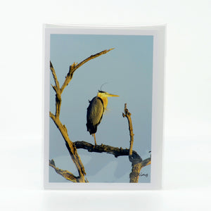 A great blue heron on a branch photograph on a glossy greeting card