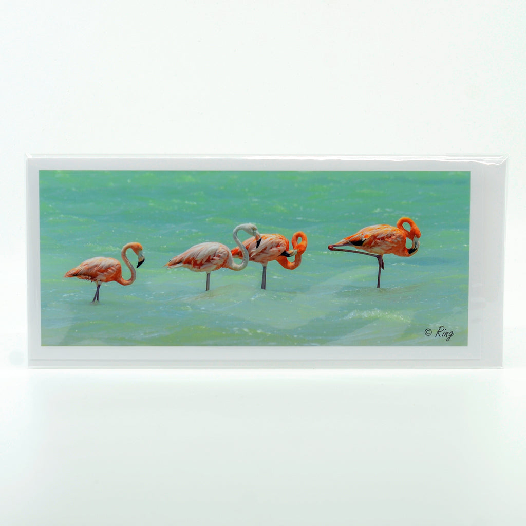 Flamingo 5 photograph  on a glossy pano greeting card