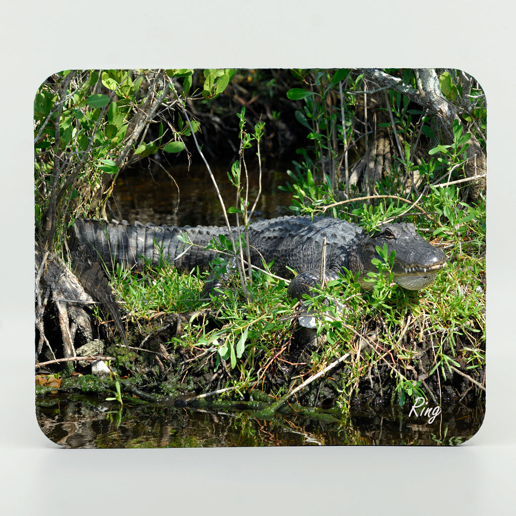 Alligator 4 Gifts