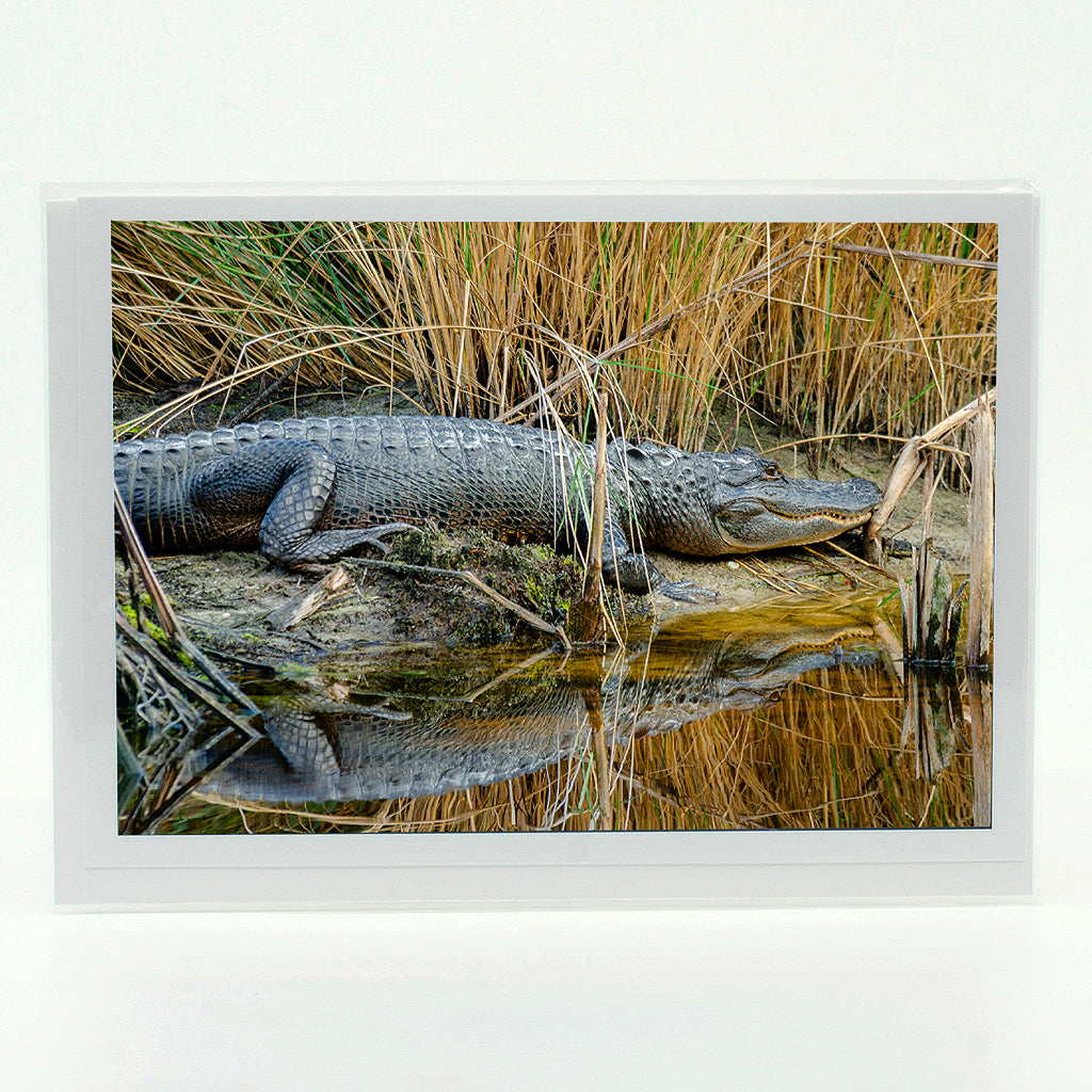 Alligator 6 Notecard