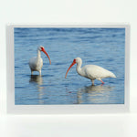 American White Ibis Notecard