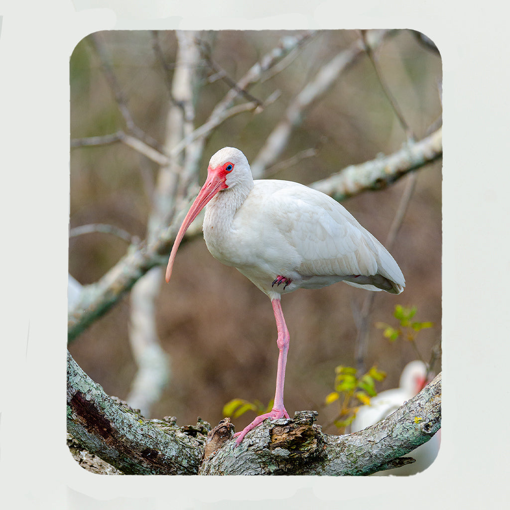American White Ibis Gifts