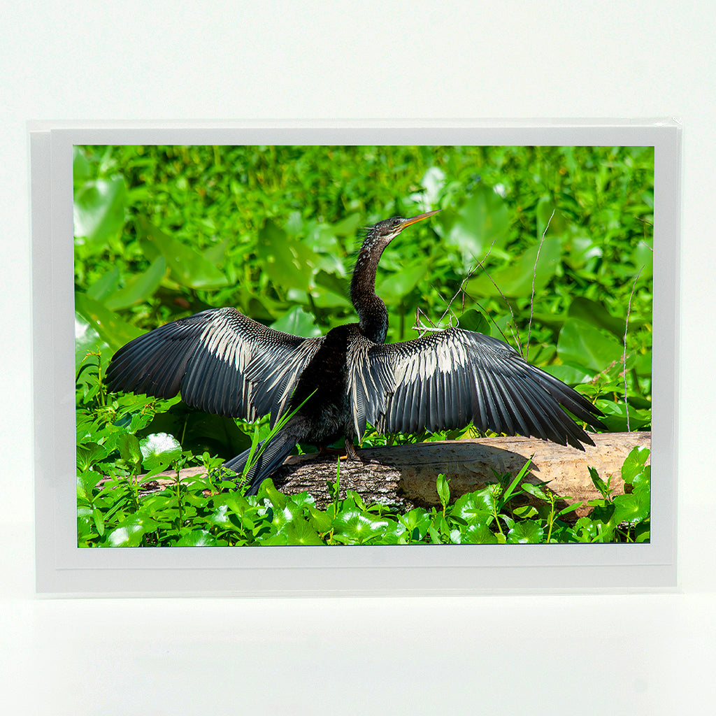 Anhinga 3 Notecard