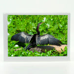 Anhinga 3 Notecard