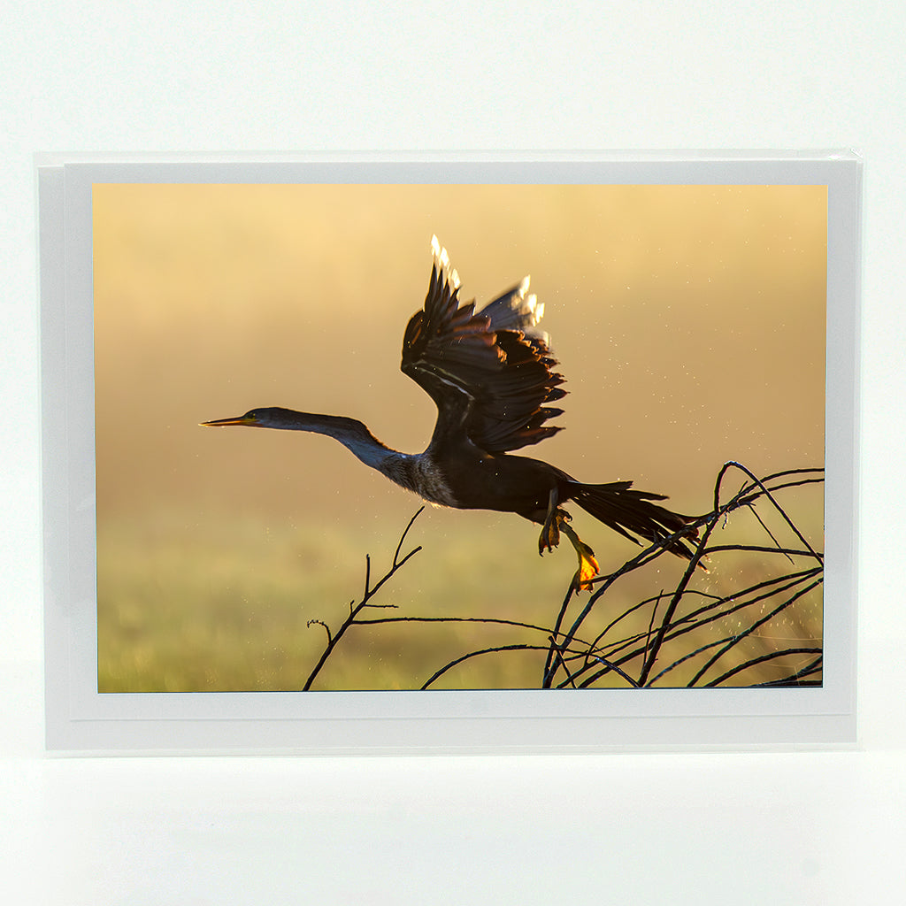 Anhinga 4 Notecard