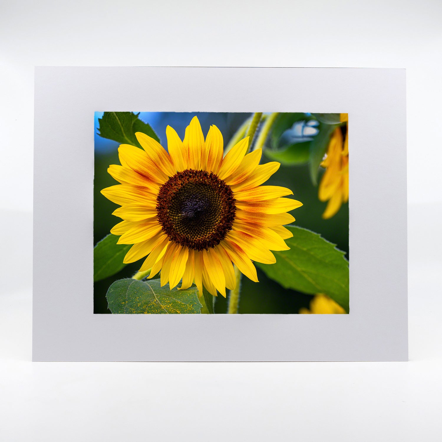 Sunflower photograph in a matted 11"x14"