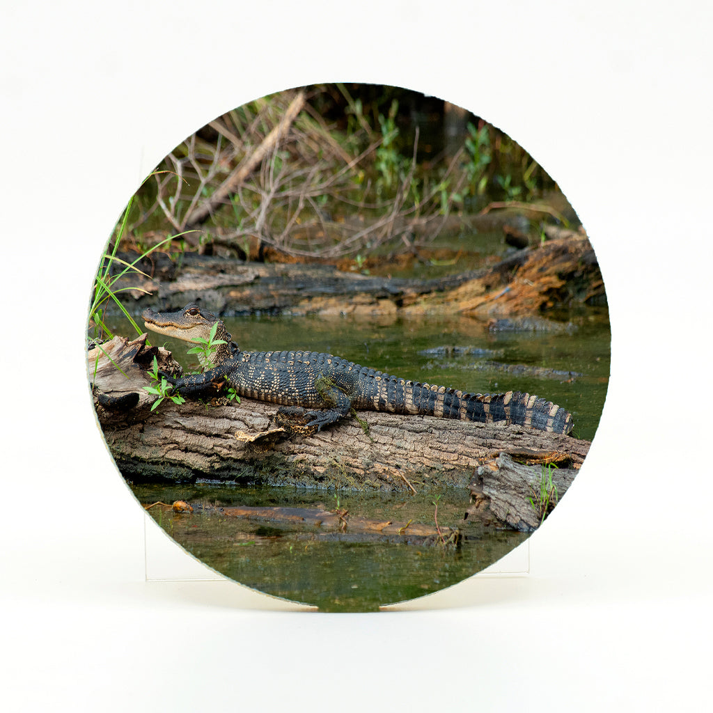 Baby Alligator 1 Gifts