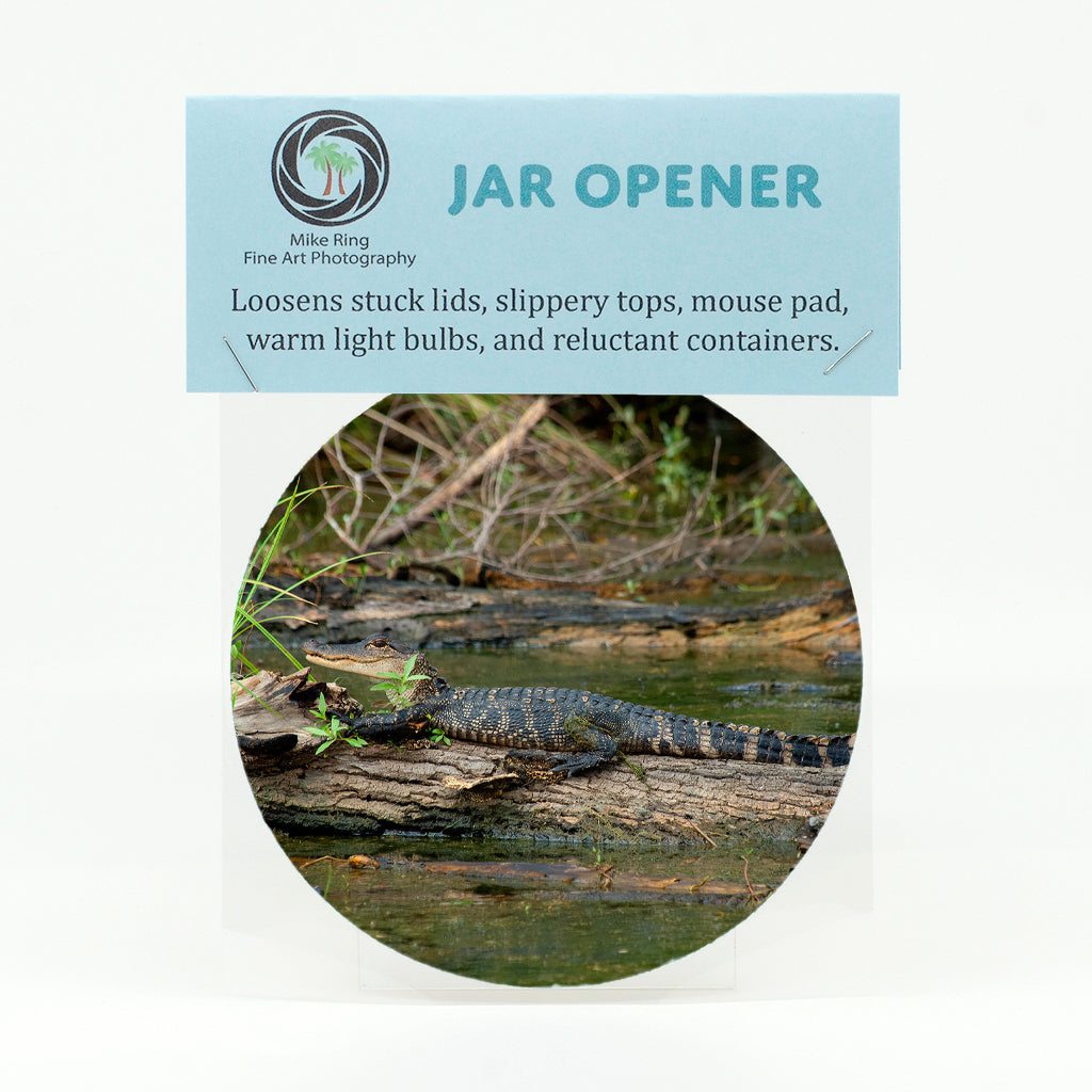 Baby Alligator 1 Gifts