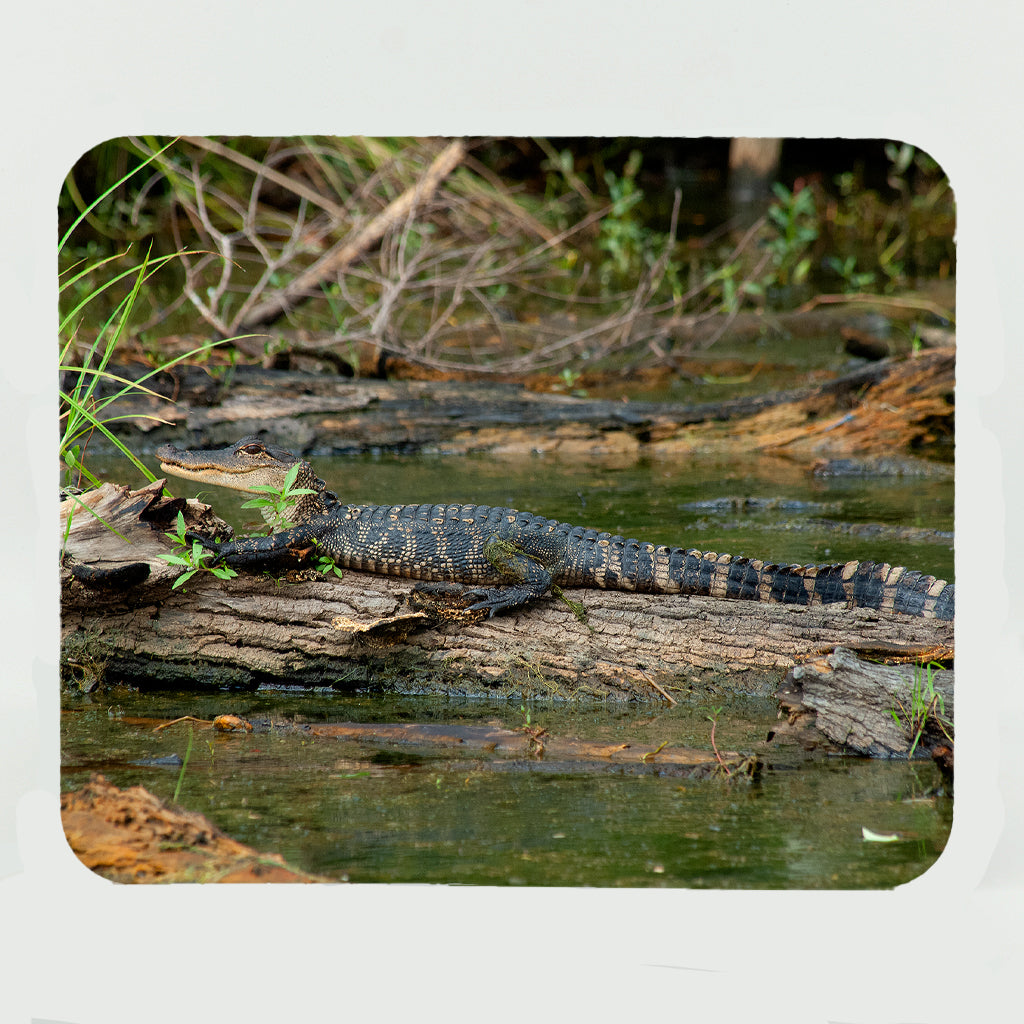 Baby Alligator 1 Gifts