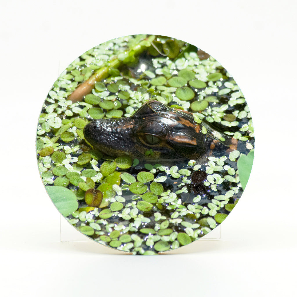 Baby Alligator 2 Gifts