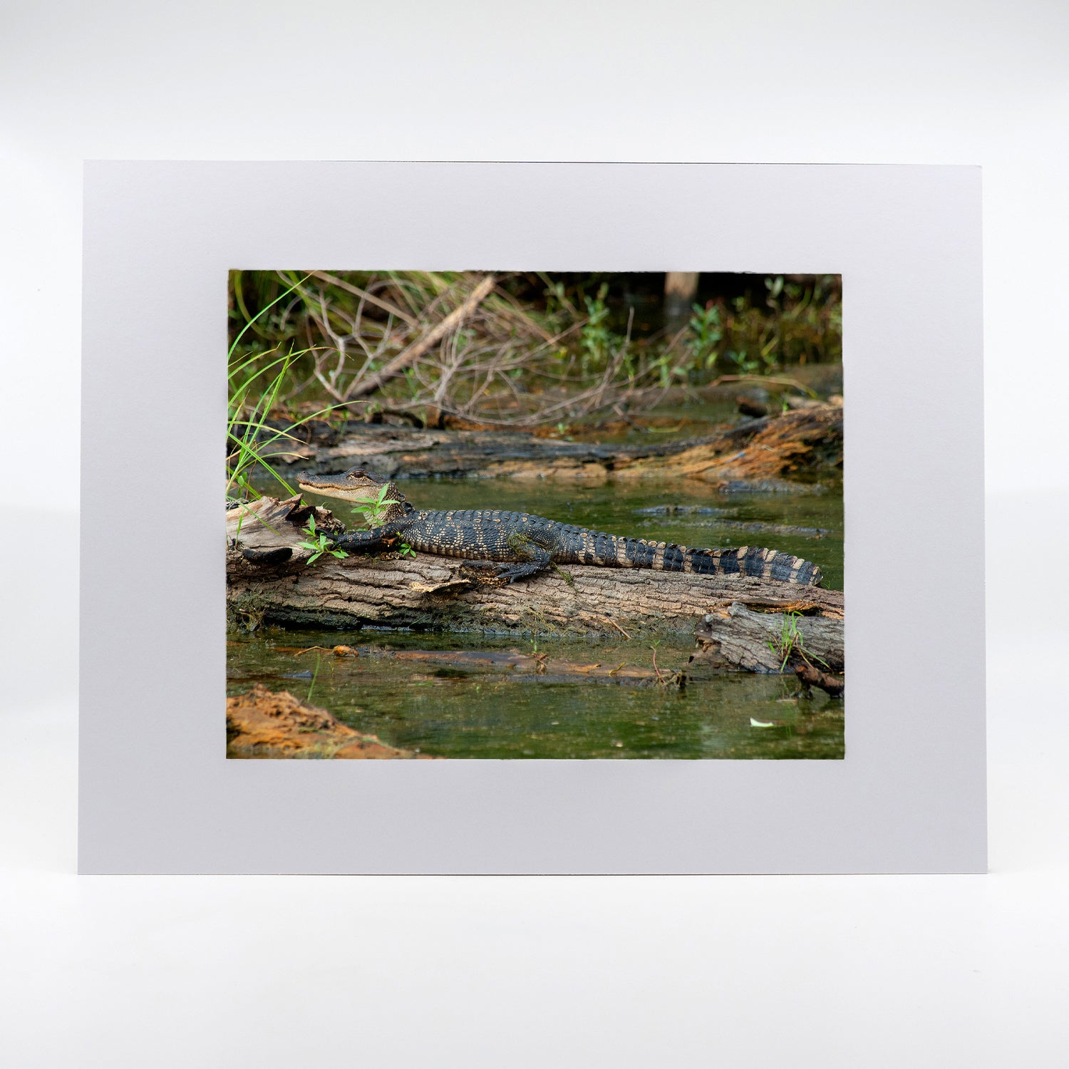 Baby Alligator 1 Gifts