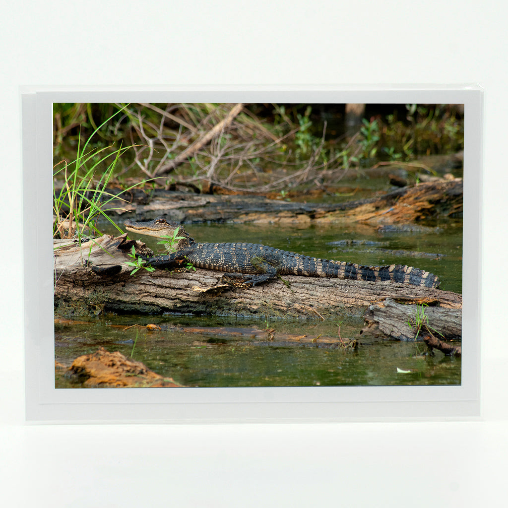 Baby Alligator 1 Gifts