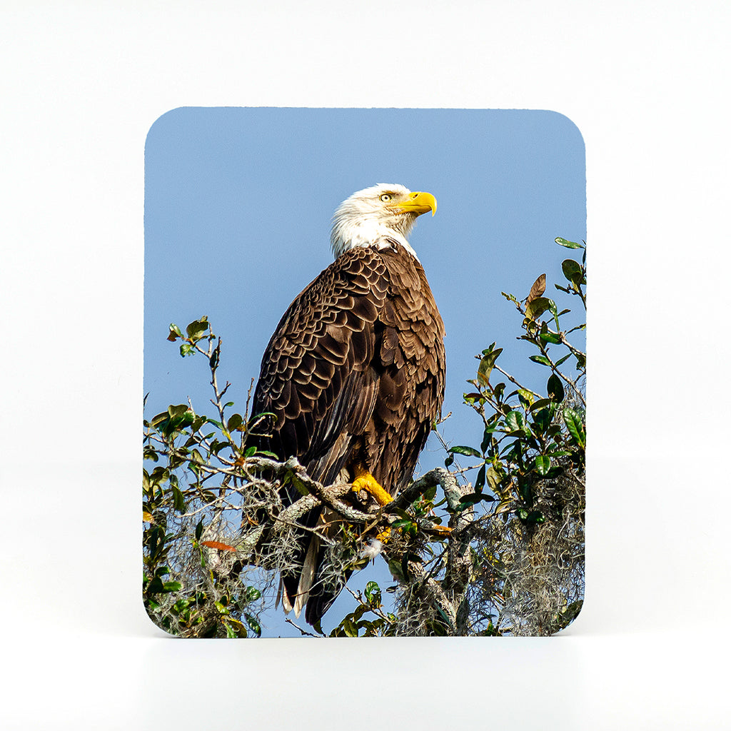 Bald Eagle Gifts