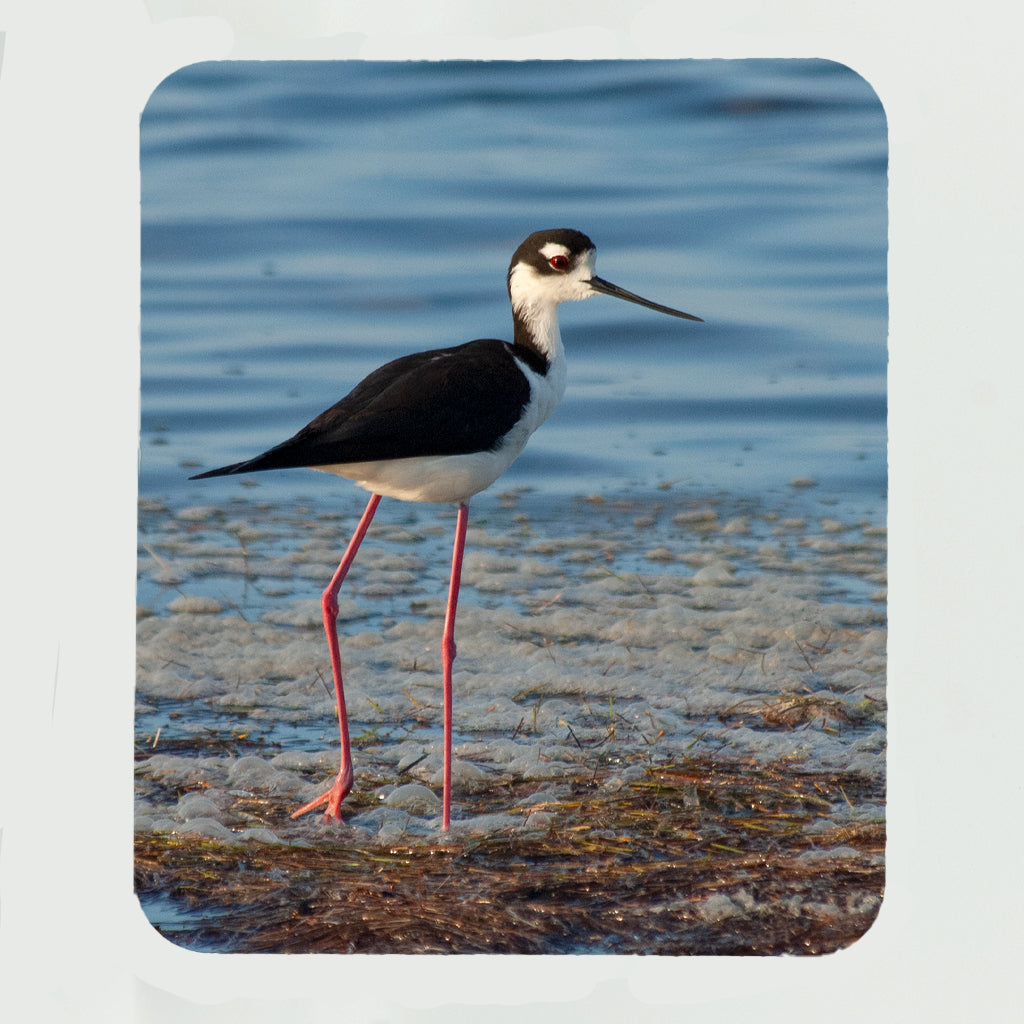 Black Necked Stilt Gifts