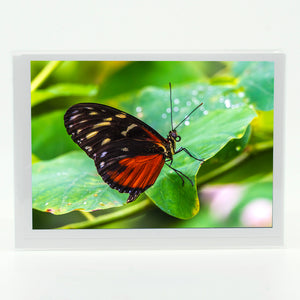 Cream Stopped Tigerwing Butterfly photograph on a greeting card