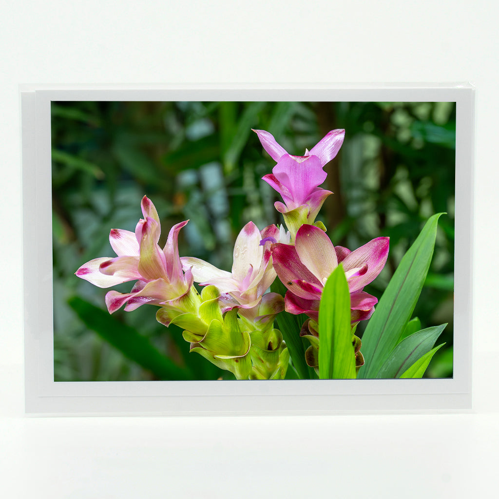 Curcuma Alismatifolia Flower photograph on a greeting card