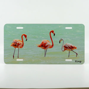 3 flamingo on a car license plate