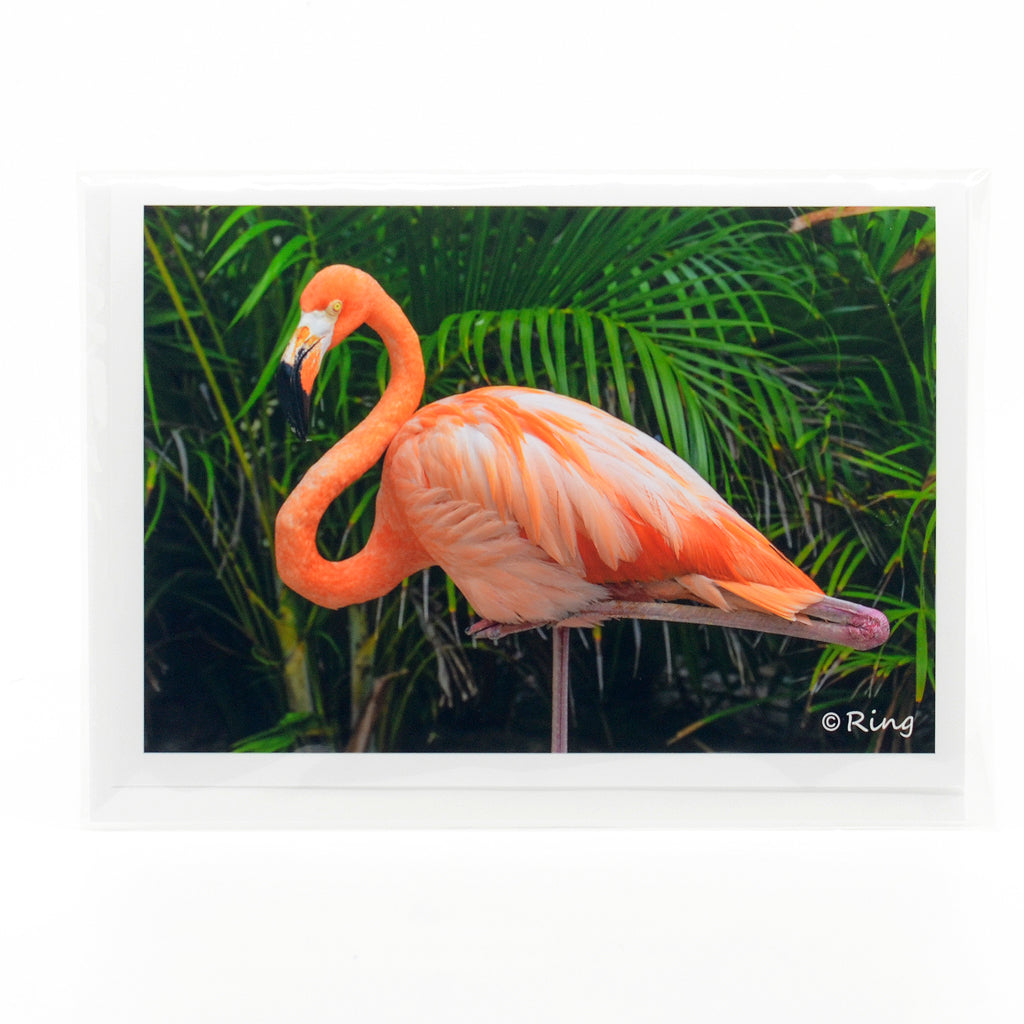 flamingo photograph on a greeting card