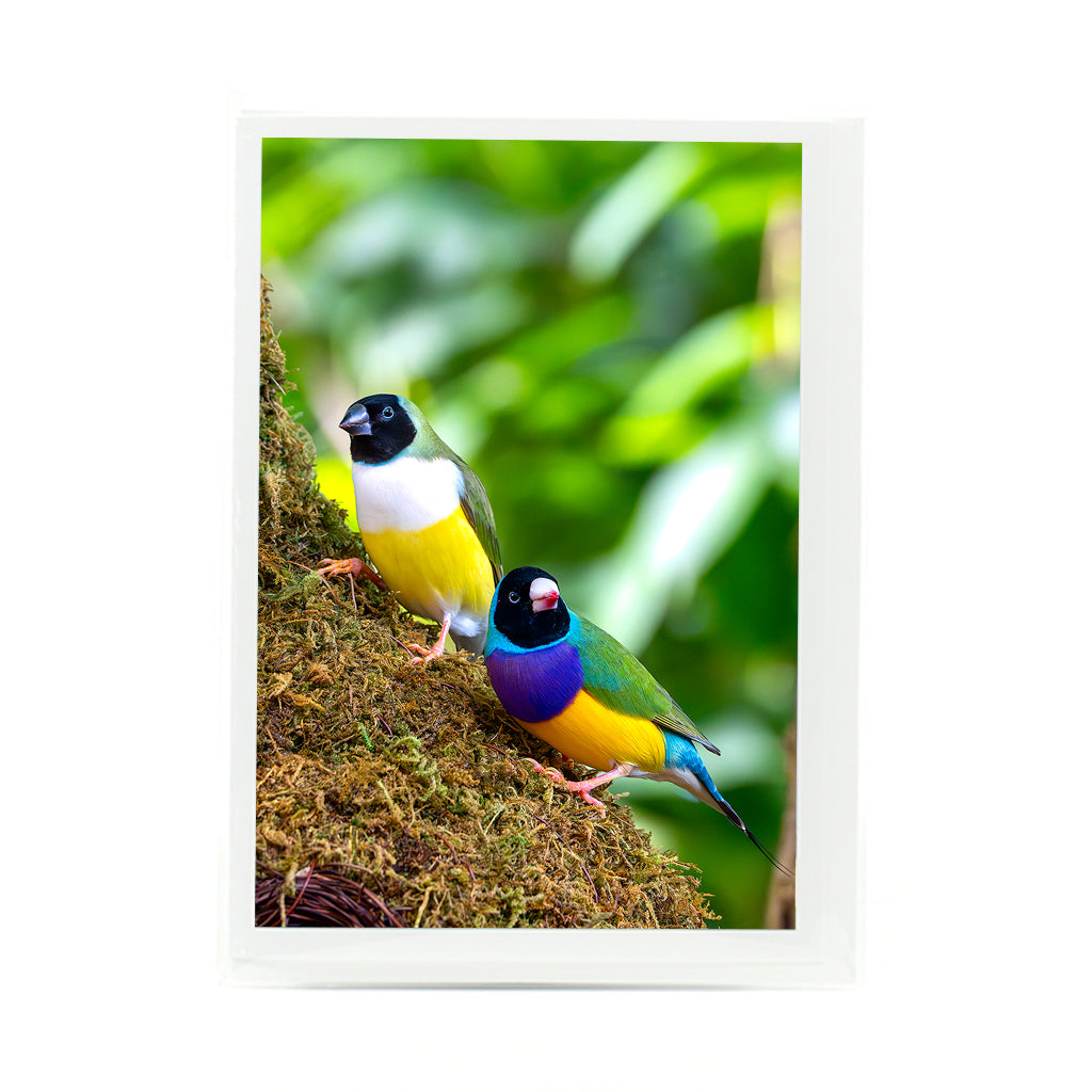 Gouldian Finch Birds photograph on a greeting card