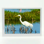 Great Egret 5 Notecard