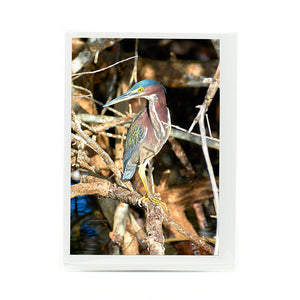 Green Heron Notecard