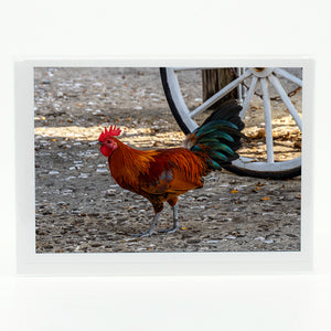 Key West Rooster photograph on a greeting card