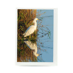 Little Blue Heron Notecard