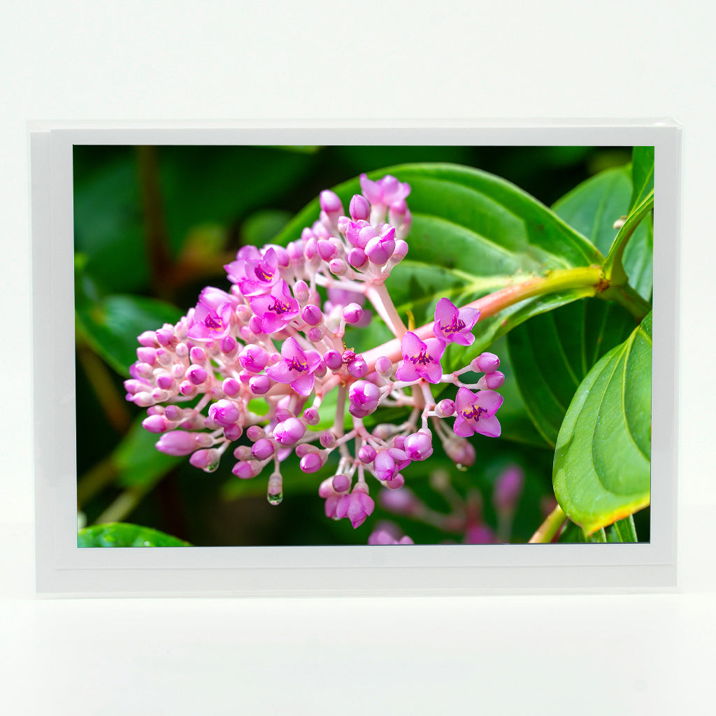 Medinilla Cummingii Flower photograph on a greeting card