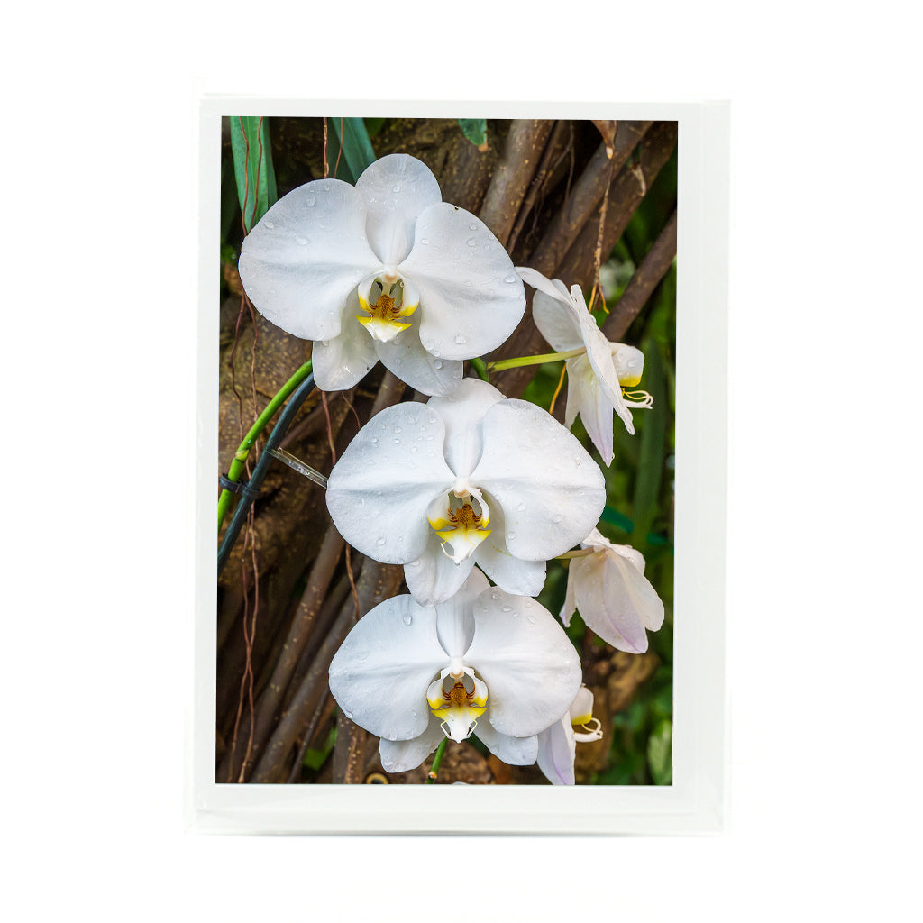 Moon Orchid photograph on a greeting card