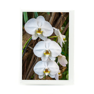 Moon Orchid photograph on a greeting card