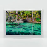 Blue Springs Manatees photograph on a greeting card