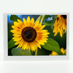 Sunflower photograph on a glossy greeting card 5"x7"