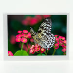 Paper Kite Butterfly photograph on a greeting card