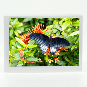 Papilio Memnon Butterfly photograph on a greeting card