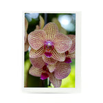 Phalaenopsis Orchid photograph on a greeting card