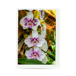 Purple Spotted Moth Orchid photograph on a greeting card