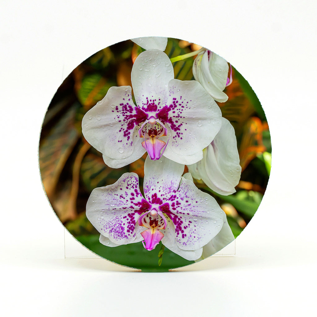 Purple Spotted Moth Orchid photograph on a round rubber home coaster