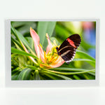 Red Postman Butterfly photograph on a greeting card