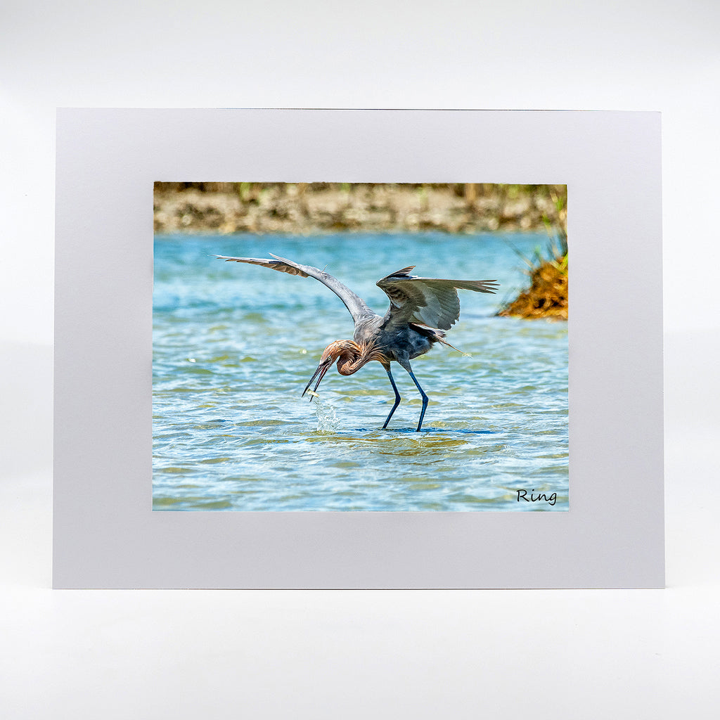 Reddish Egret 2 Gifts