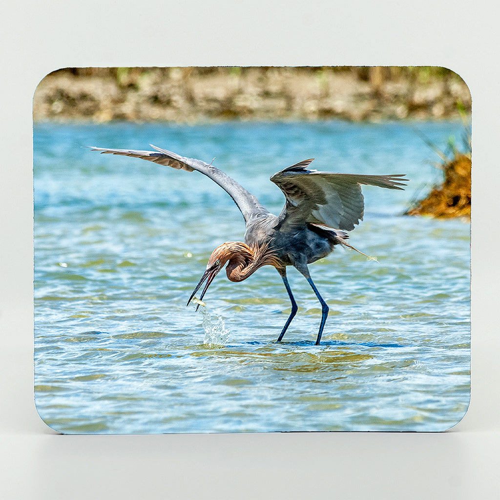 Reddish Egret 2 Gifts