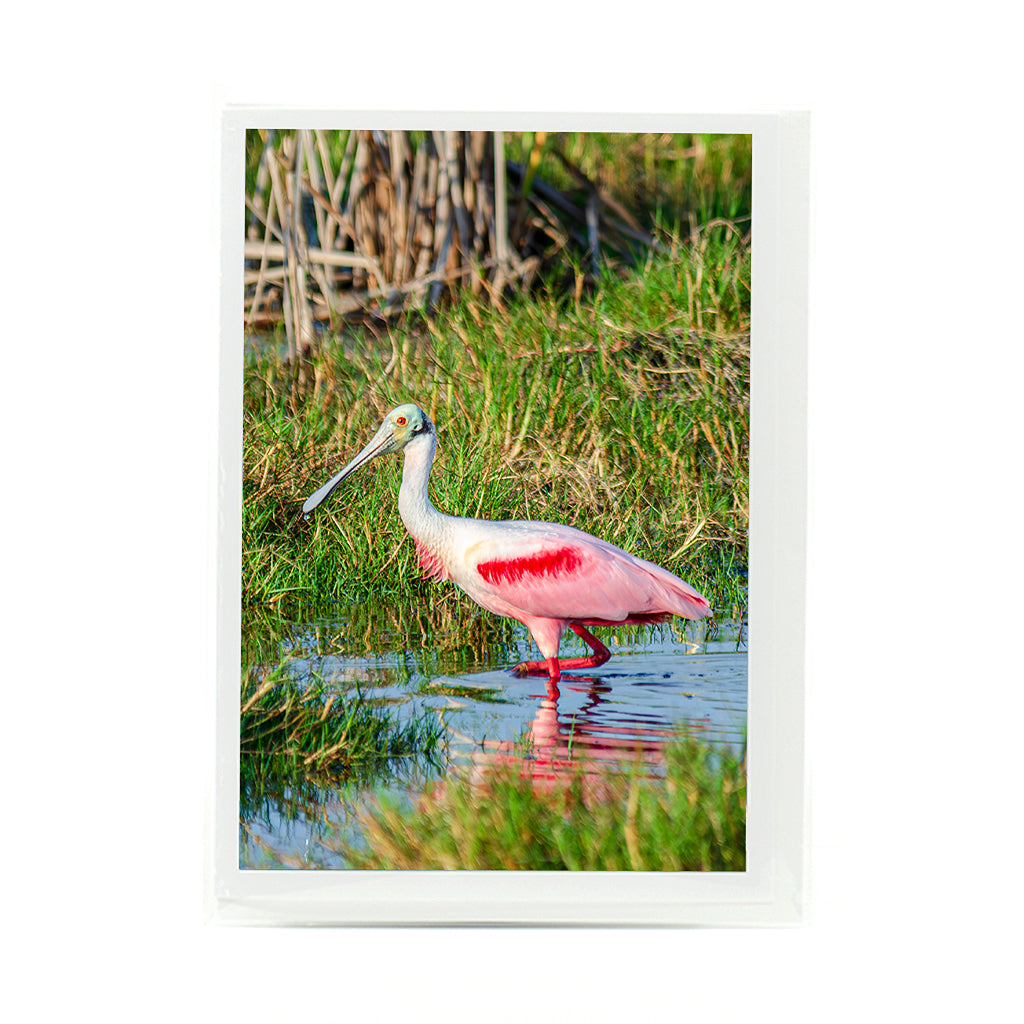 Roseate Spoonbill 3 Notecard