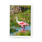 Roseate Spoonbill 3 Notecard