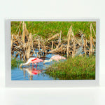 Roseate Spoonbill 6 Notecard