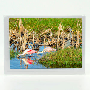 Roseate Spoonbill 6 Notecard