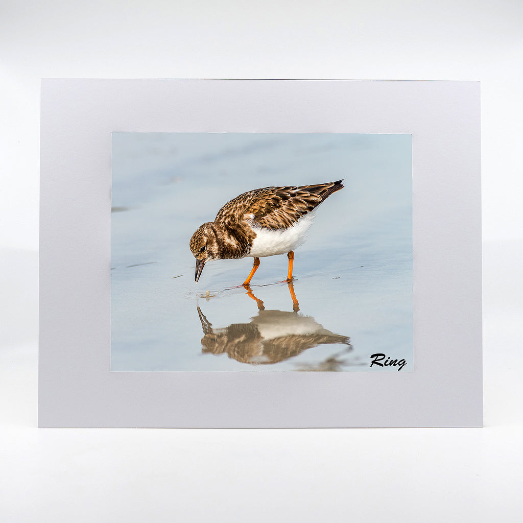 Ruddy Turnstone Gifts