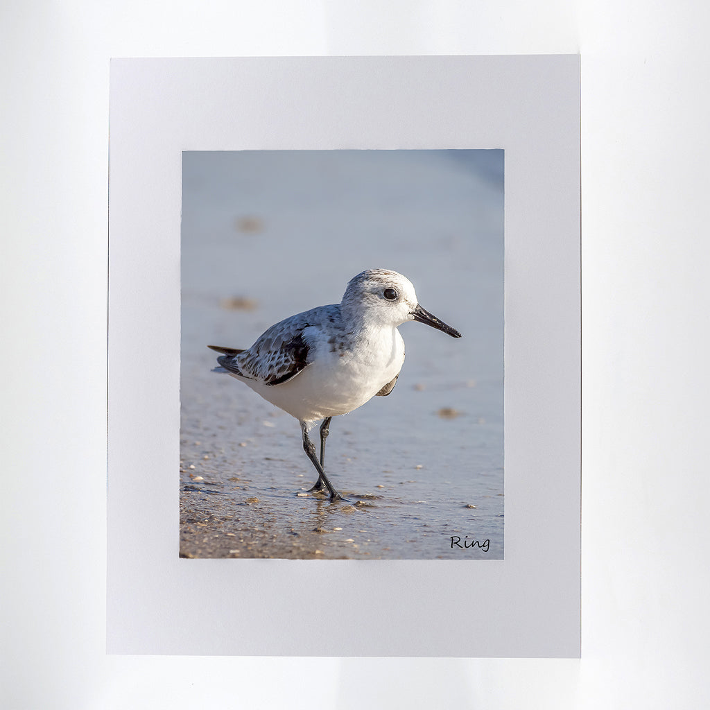 Sanderling 5 Gifts