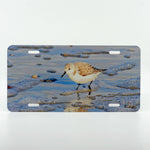 A single sandpiper in the ocean image on a car license plate