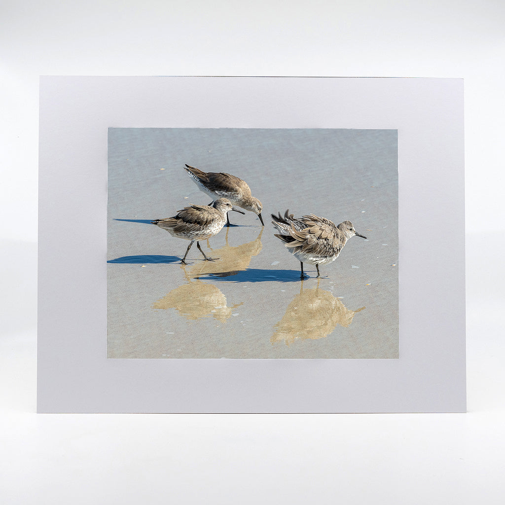 3 shorebirds on the beach photograph